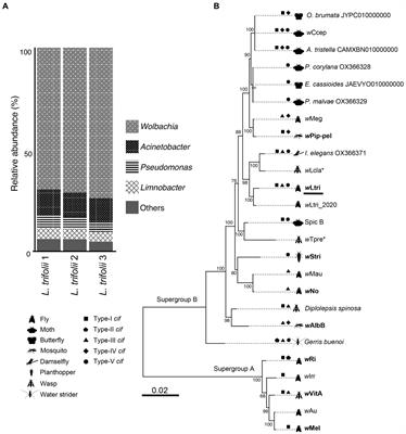 Bacterial community and genome analysis of cytoplasmic incompatibility-inducing Wolbachia in American serpentine leafminer, Liriomyza trifolii